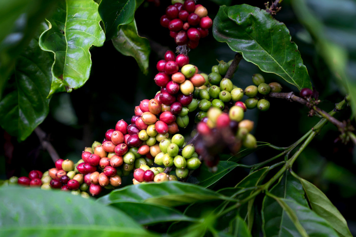 Cerrado - Brazil - Medium