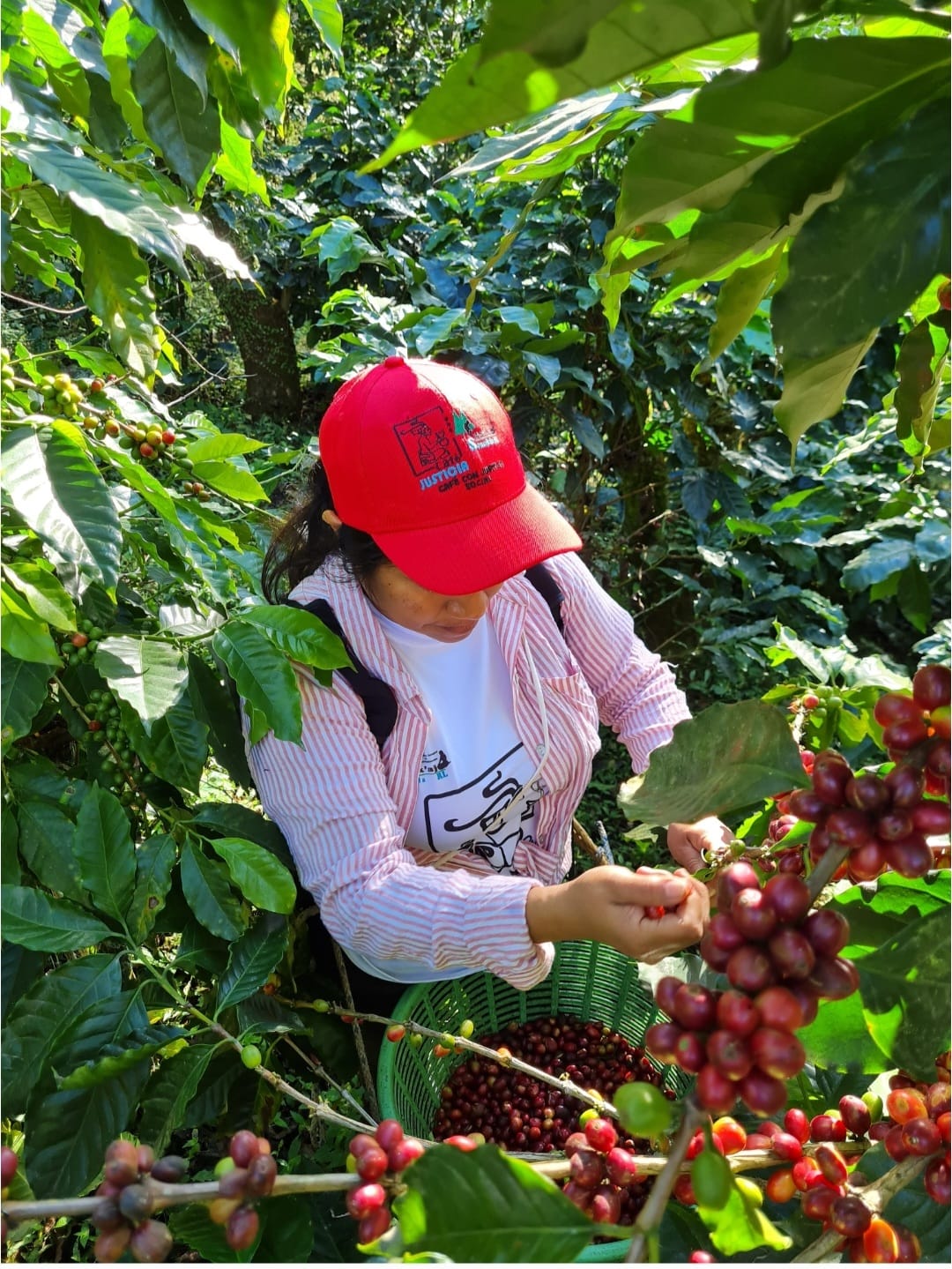 Core - Guatemala - Medium