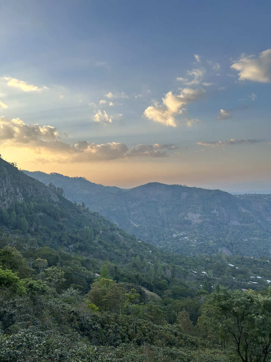Finca Clementino - Honduras