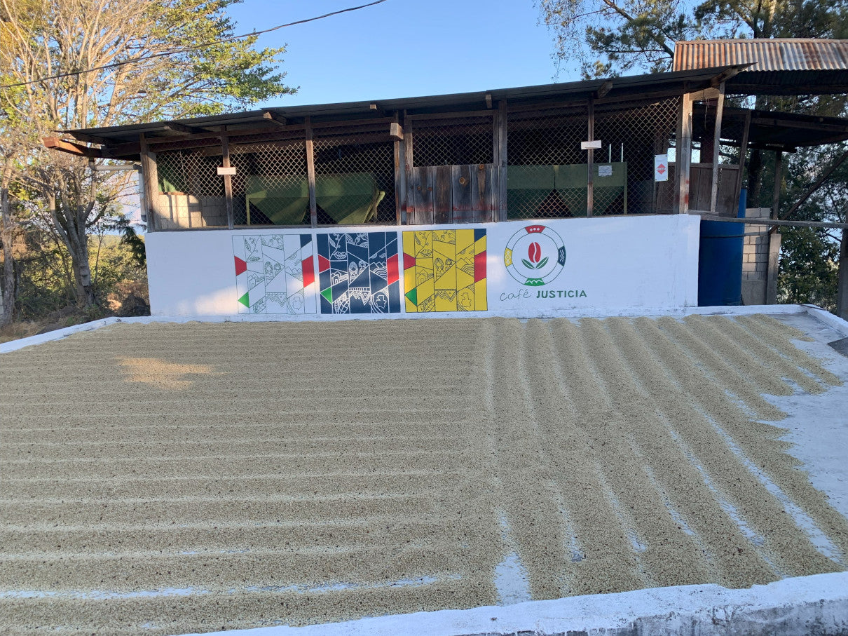 Roasted coffee beans spread out drying on a cement surface with a building and trees in the background.
