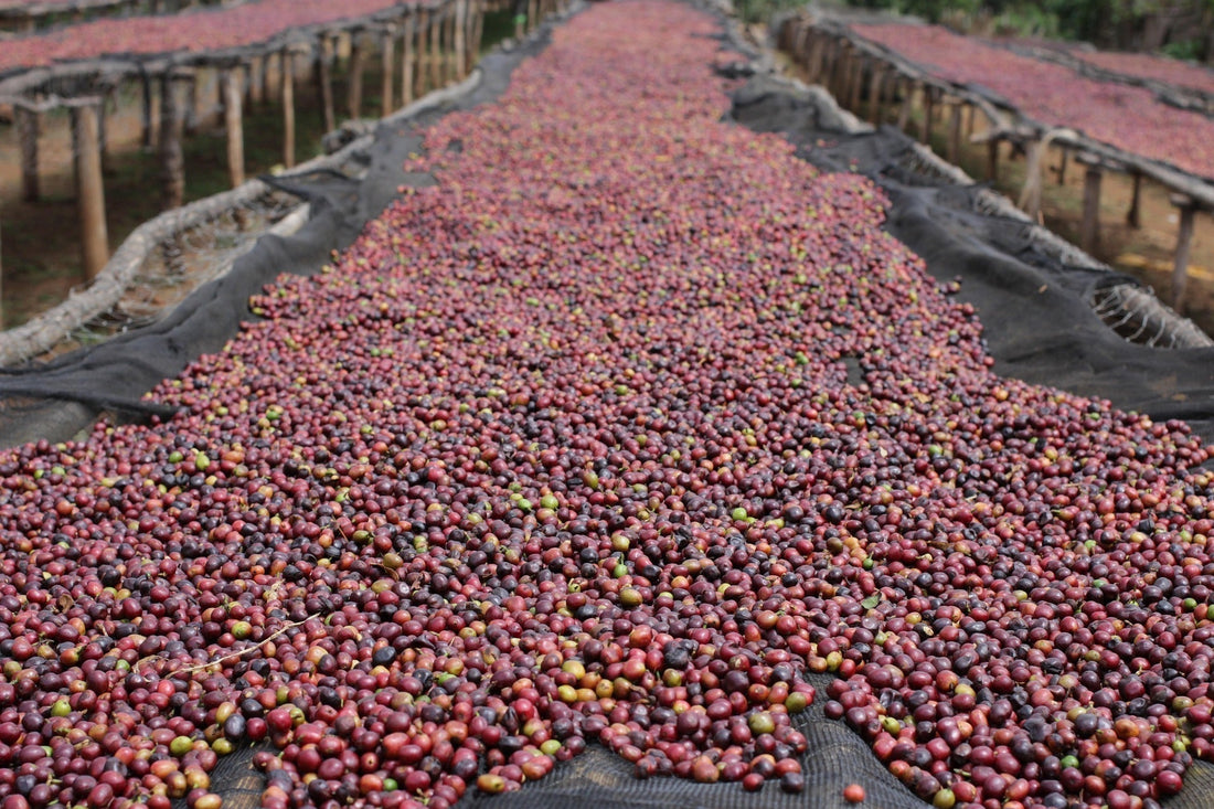 How Coffee Processing Shapes Flavour