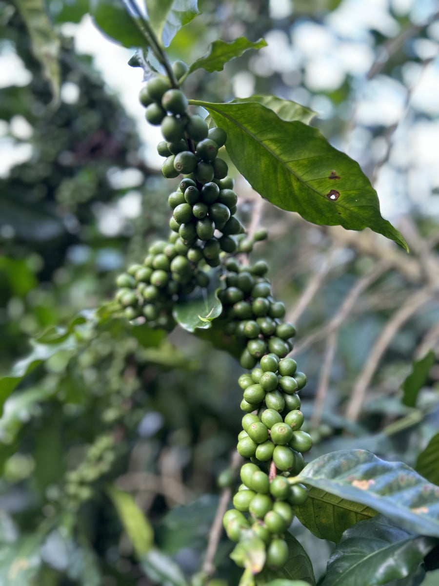 Finca Clementino - Honduras