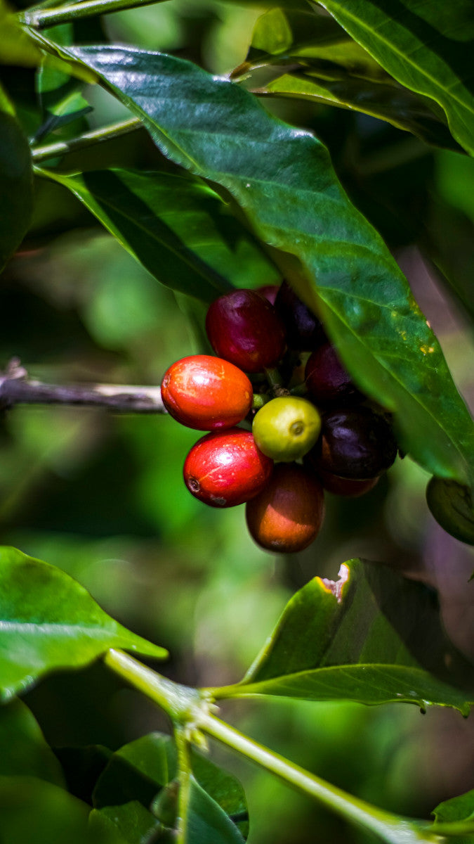 NRX - Colombia, Brazil, Sumatra, India