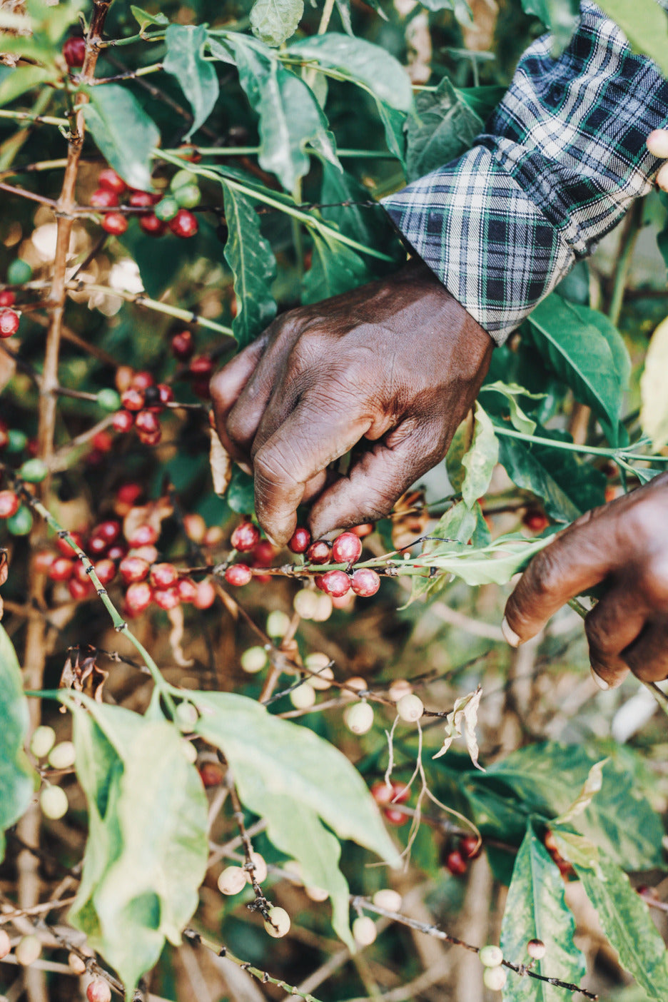 Nakuru - Kenya
