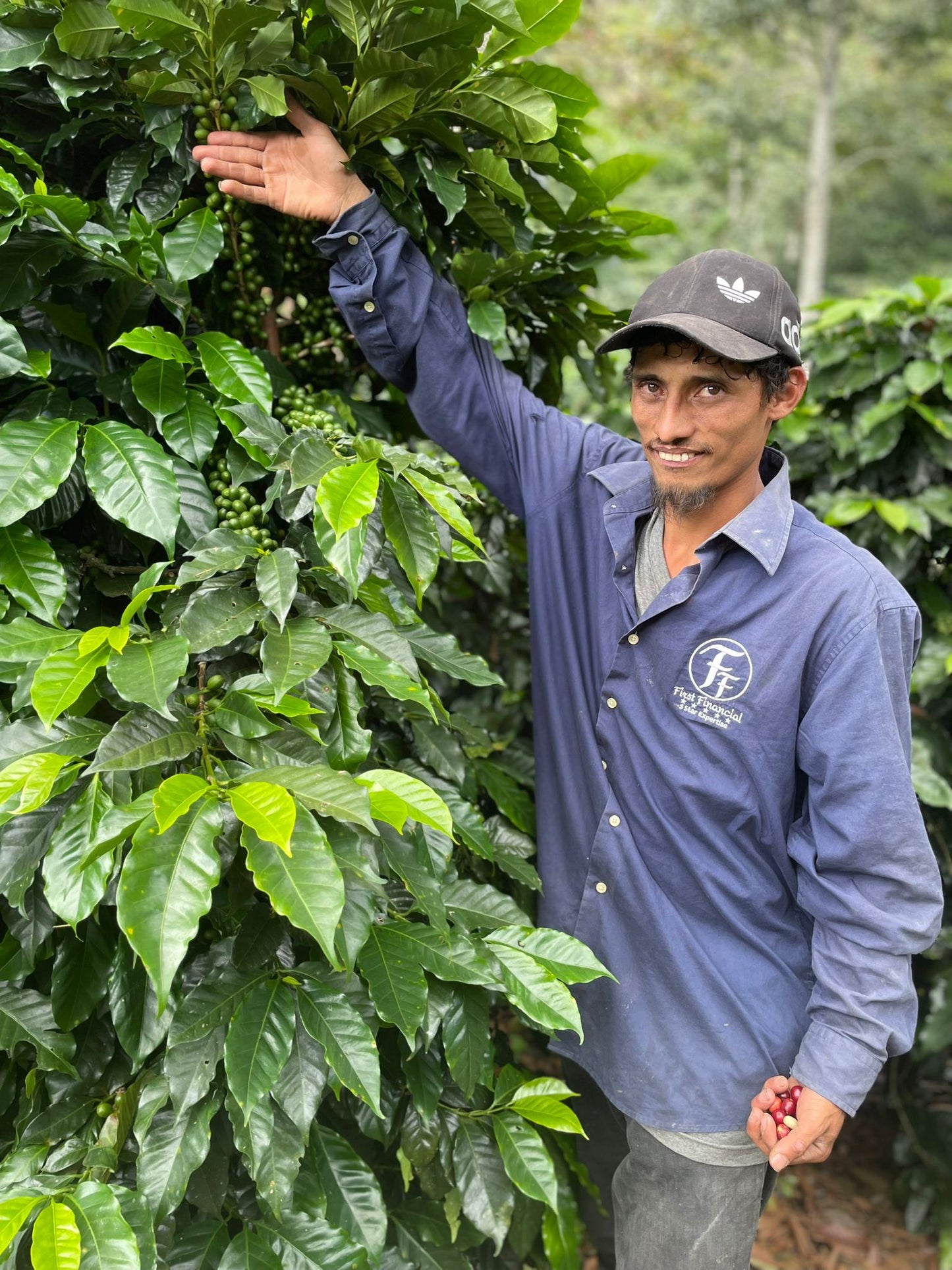 Suenos Decaf - Honduras